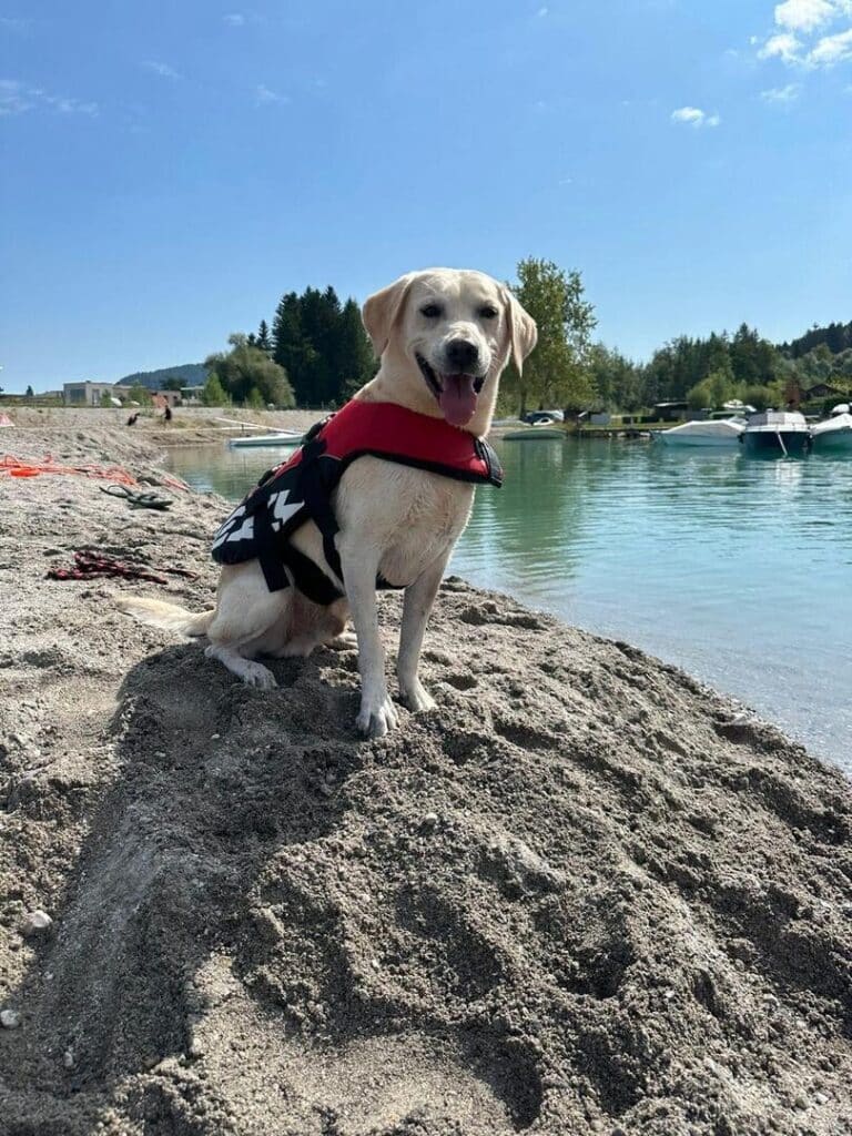 Hund mit Schwimmweste