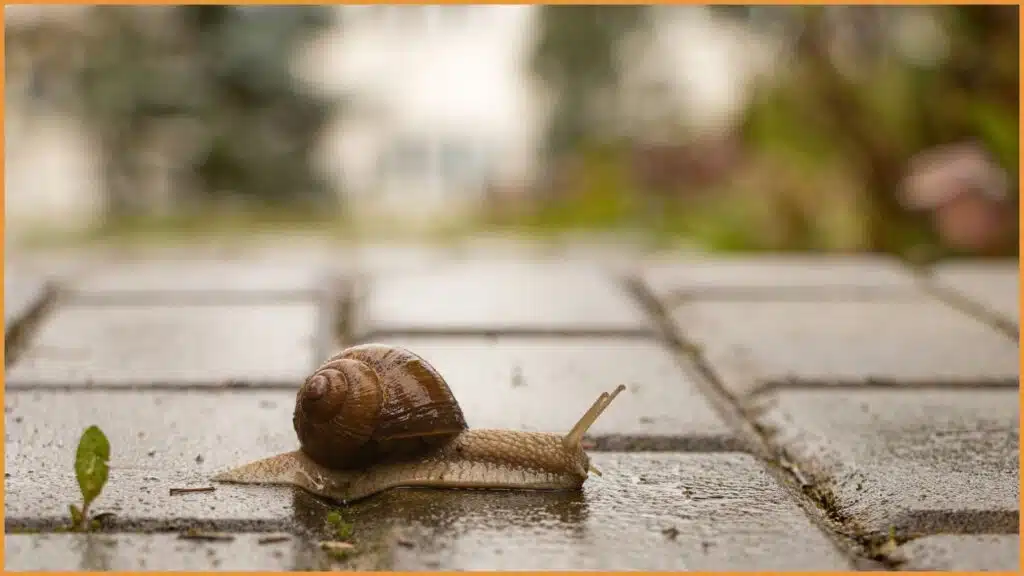 Schnecke auf natürlichem Untergrund.