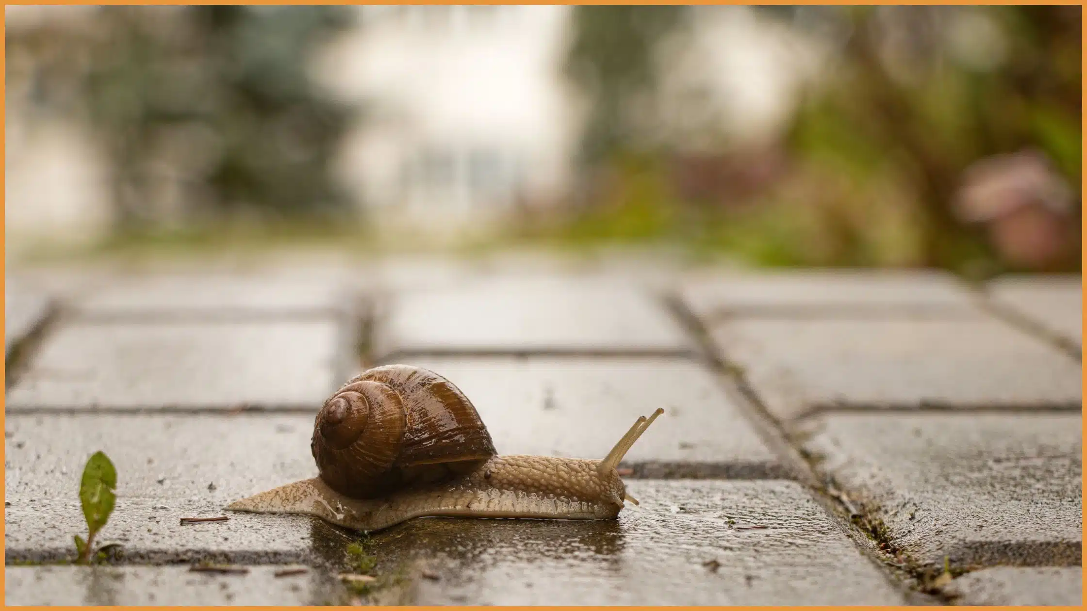 Schnecke auf natürlichem Untergrund.