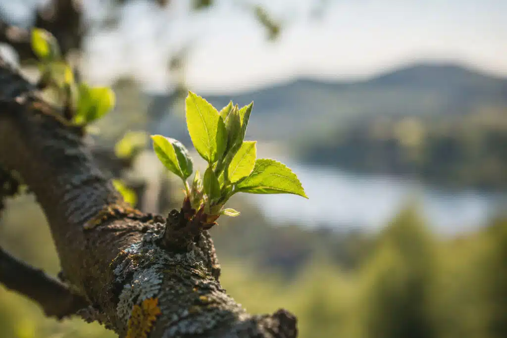 junger Trieb eines Baumes - bildliche Darstellung von WordPress Updates